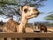 Views around Phillips Animal Sanctuary - camel
