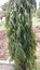 Views of close-up of  green Ashoka trees in the street of Maharashtra