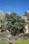 Views of the Cork oak El Bandolero, The Highwayman Cork Oak