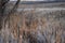 Views from the Cradleboard Trail walking path on the Carolyn Holmberg Preserve in Broomfield Colorado surrounded by Cattails, wild