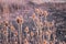 Views from the Cradleboard Trail walking path on the Carolyn Holmberg Preserve in Broomfield Colorado surrounded by Cattails, wild