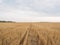 Views of a field with stubble, autumn landscape with skyline and dramatic sky. Nature, rural view of pretty farmland and