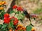 Views of the flight of a hummingbird over the flowers