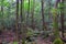 Views of forest path to Bat Cave around Mount Fuji Japan, by Kawaguchiko Tenjozan Park and Lake Kawaguchi.