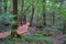 Views of forest path to Bat Cave around Mount Fuji Japan, by Kawaguchiko Tenjozan Park and Lake Kawaguchi.