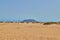 Views of the golden dunes of Corralejo with vegetation in Fuerteventura