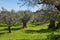 Views of a green olive grove near Grimaldo