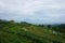 views of green rice fields on the hill