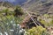 Views of the green vegetation with many palm trees and the dried out flower stems of the aloe vera hanging on an old wall near Mas