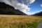 Views of the mountains and plants of New Zealand d.y