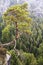 Views of the national park Saxon Switzerland of Bastei. A lone pine tree hanging on a cliff.