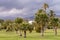 Views of a park with Palm and the sky with storm clouds