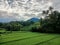 views of rice fields with mount batukaru in the background with neatly lined clouds and coconut trees