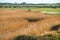 Views of salt marshes surrounded by reeds