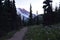Views From Sunrise: Tahoma & Daisy spp. Mount Rainier National Park, Cascade Mountains, Pacific Northwest, Washington State