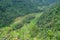 views of terraced rice fields