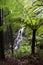Views to waterfall through large tree ferns