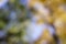 Views of treetops from the ground in the fall, yellow and green