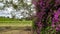 Views of vineyards in the Mount View area of the Hunter Valley, NSW, Australia