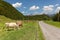 Views of Wellhorn massif and grazing cattle