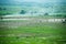 Viewscape Rice farming and Cultivated area in thailand