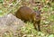 A vigilant Agouti