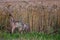 Vigilant cat hunting mice at wheat field in summer evening