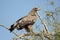 VIGILANT Steppe eagle AT JORBEER OUTSKIRT BIKANER