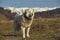 Vigilant white furry sheepdog