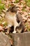 Vigilant of Wild Cat on The Stone