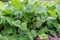 Vigna angularis or adzuki bean plant with yellow flowers