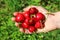 Vignola cherries, fresh ripe fruit in the hand