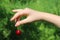 Vignola cherries, fresh ripe fruit, Italy