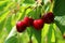 Vignola cherries, fresh ripe fruit still to be picked on the tree