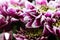 Vigorous artistic closeup bouquet of blooming Chrysanthemum callistephus chinensis flower with water dew drops