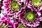 Vigorous artistic closeup bouquet of blooming Chrysanthemum callistephus chinensis flower with water dew drops