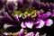 Vigorous artistic closeup inflorescence of blooming Chrysanthemum callistephus chinensis flower with water dew drops