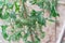 Vigorous cluster tomatoes on vines with bamboo stake at backyard garden near Dallas, Texas, USA