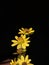 Viguiera little flower black blurred background