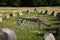 Viking burial ground in Denmark