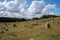 Viking graveyard, Lindholm Hoeje, Aalborg, Denmark