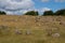 Viking graveyard, Lindholm Hoeje, Aalborg, Denmark