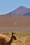 vikunja in front of Volcano Atacama Desert Chile South America