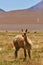 vikunja in front of Volcano Atacama Desert Chile South America