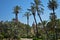 Villa Bonanno, the public park with palmtrees near Cathedral in center of Palermo, Sicily, Italy.