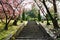 Villa Taranto magnolia pink flowers and steps