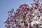 Villa Taranto pink magnolia flowers