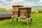 Village apiary. Beehives on an alpine meadow in summer