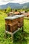 Village apiary. Beehives on an alpine meadow in summer