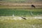 Village of Bangladesh. Vast fields of crops. Green background. Rowing white buck looking for food